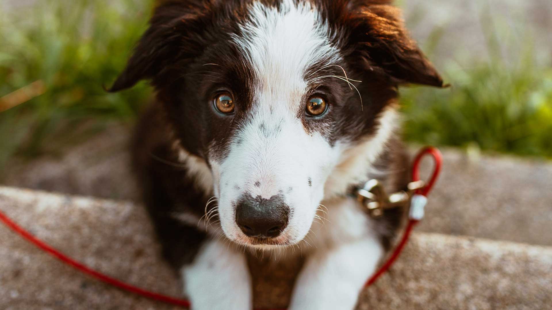 hond Hond kijkt naar voren